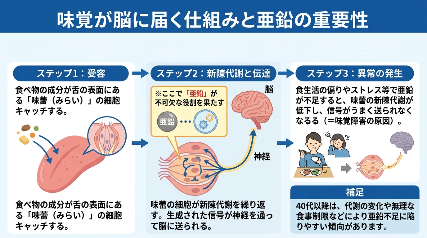 味覚障害の原因とは？1週間続くなら耳鼻咽喉科へのインフォグラフィック1
