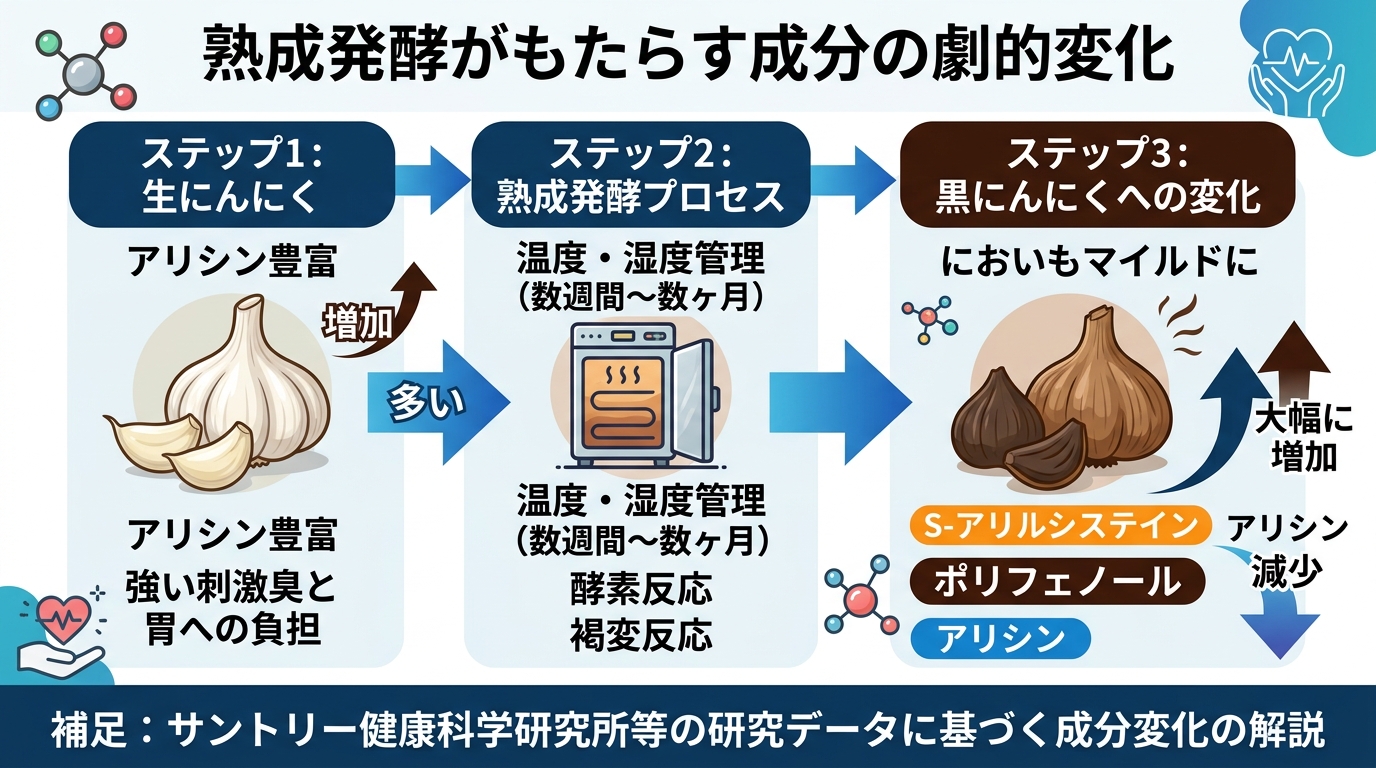 黒にんにくの効果とは？科学的根拠と正しい食べ方を解説のインフォグラフィック1