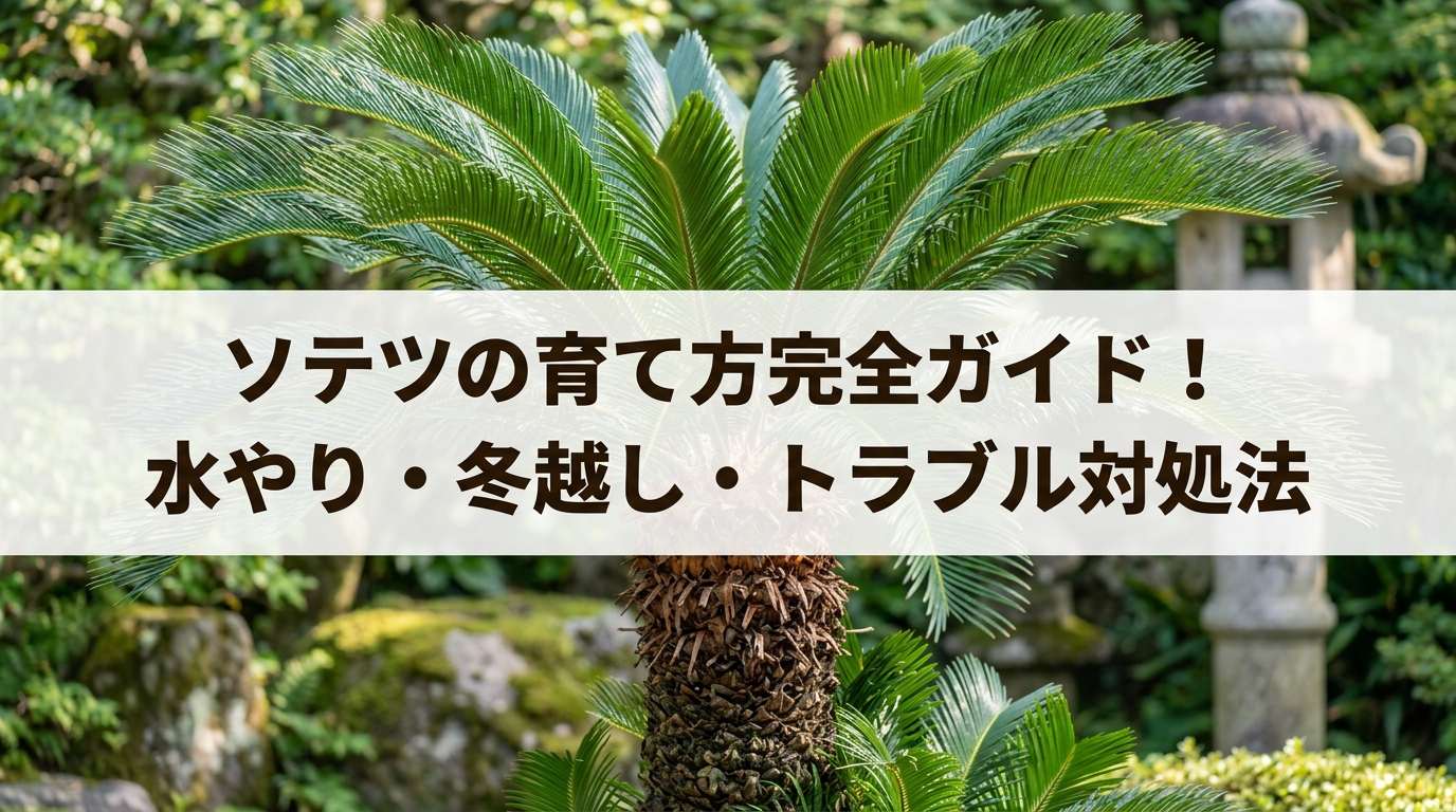 ソテツの育て方完全ガイド！水やり・冬越し・トラブル対処法