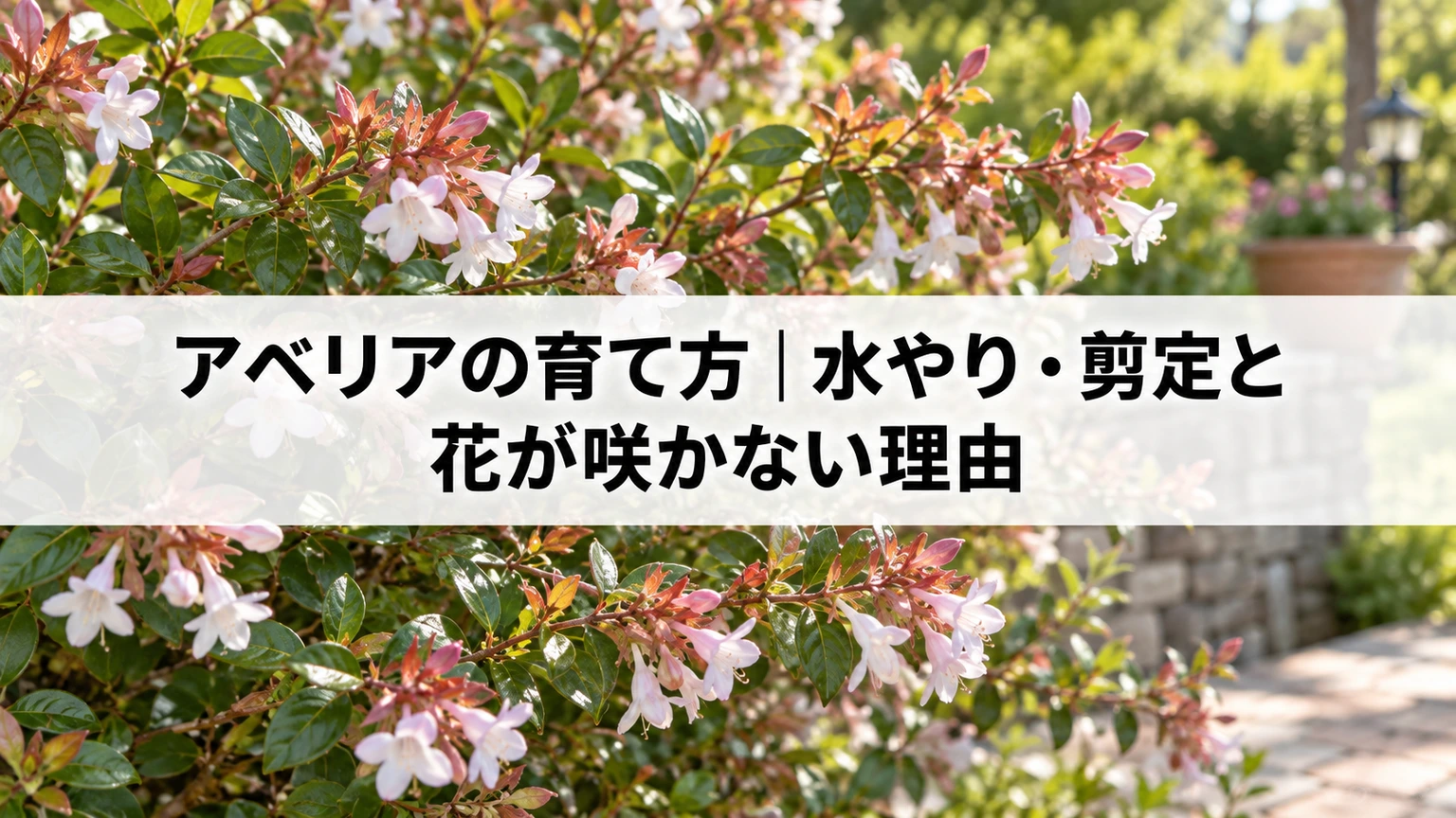 小さな花を咲かせるアベリアの枝