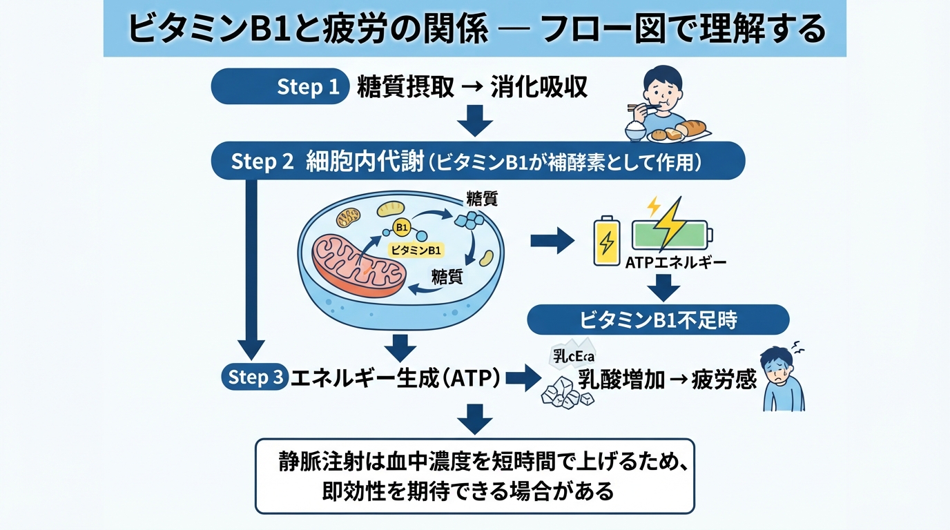にんにく注射の効果と費用相場は?疲労回復のメカニズムを解説のインフォグラフィック1