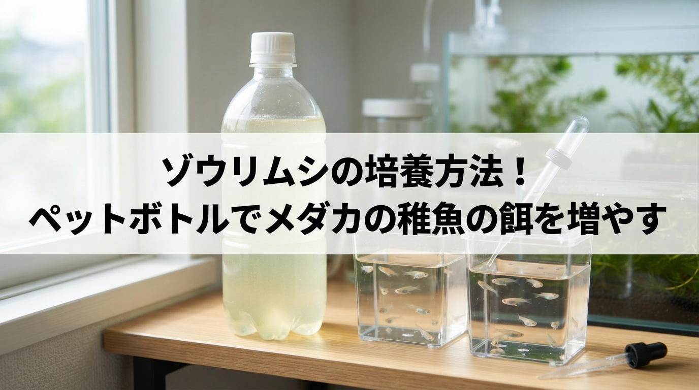 ゾウリムシの培養方法！ペットボトルでメダカの稚魚の餌を増やす