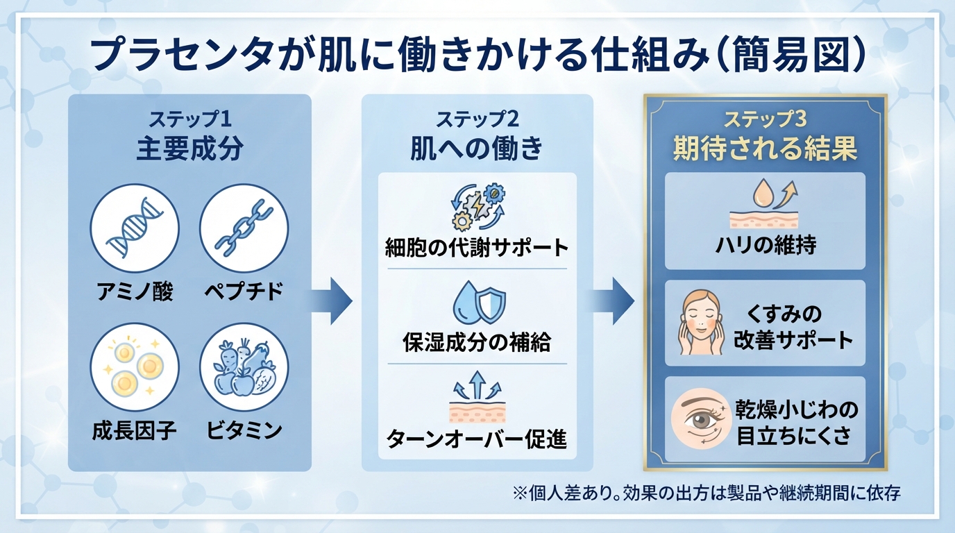 プラセンタの効果とは?美容と安全性の正しい選び方のインフォグラフィック1