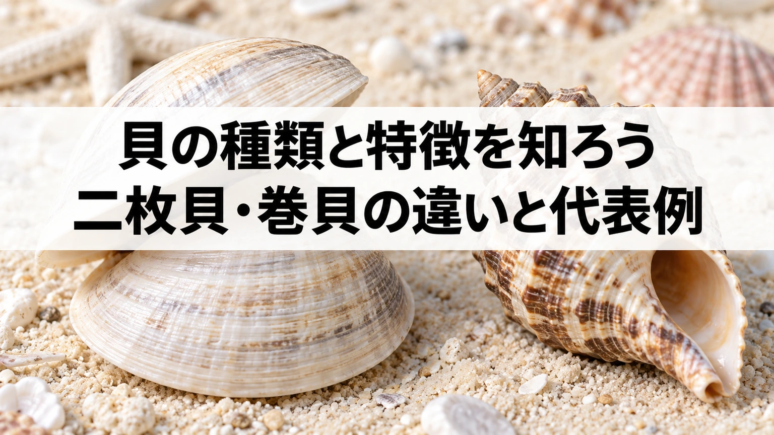 二枚貝と巻貝の形の違いを表す貝殻